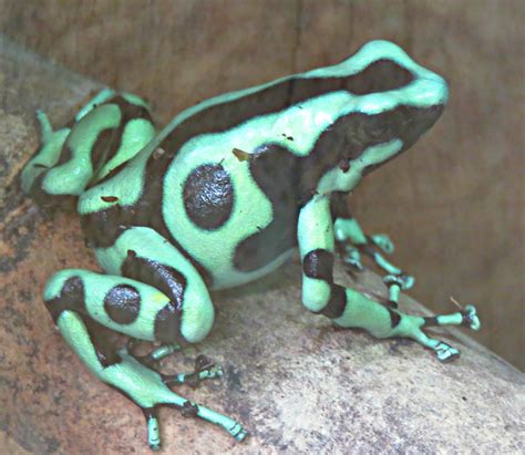 Poison Dart Frog Reptiles And Amphibians At Chester Zoo Kim