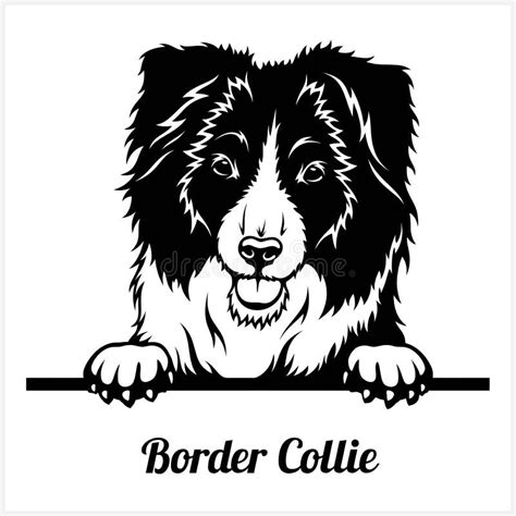 Border Collie Peeking Dogs Breed Face Head Isolated On White Stock