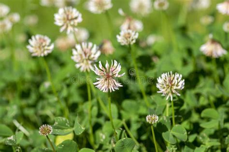 Trifolium Repens White Dutch Ladino Clover Wild Flowering Plant White