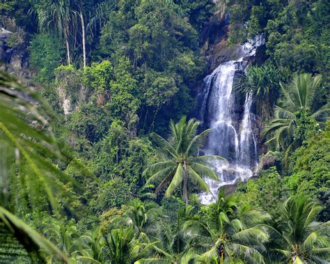 The tropical rainforests are mostly found within 10 degrees north or south of the equator where the temperature is hot all year round and the rainfall can be heavy temperate rainforests are found in areas of heavy rainfall close to the coast. Tropical Rainforest | Flickr - Photo Sharing!