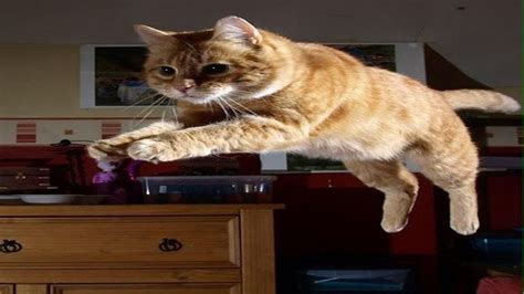 Funny Cat Jump Fail Compilation Cat Jump Fail American Wirehair Cats