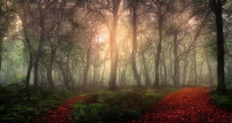 Enchanted And Magic Forest By 500px Stable Diffusion Openart