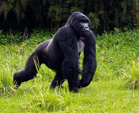 All About Animal Wildlife Gorilla Animal Information And