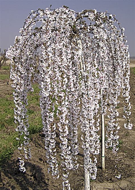 Weeping Cherry Prunus Snofozam Snow Fountains Standard — Aldgate