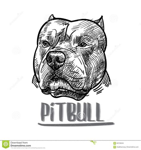 Disegno Della Testa Del Pitbull Su Fondo Bianco Illustrazione Di Stock