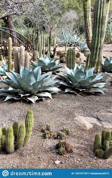 Desert Botanical Garden Phoenix Arizona United States Stock Image