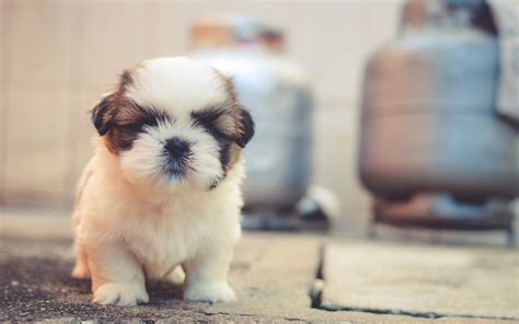 Download Wallpapers Shih Tzu 4k Pets Puppy Cute Animals Cute Dog