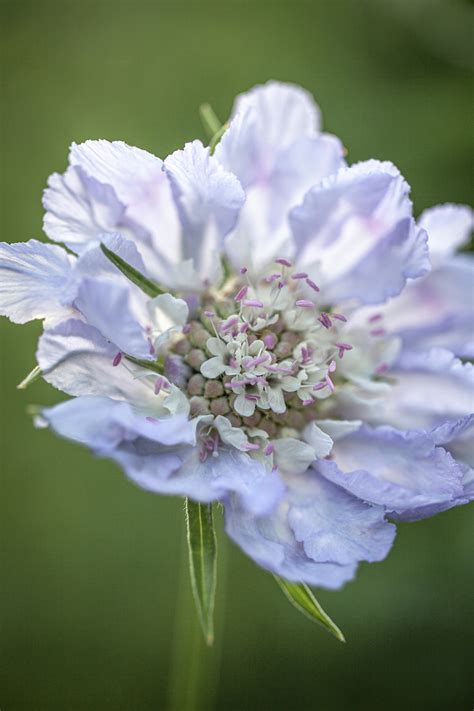 Scabiosa Perfection Blue › Buy Flowering Seeds Australia