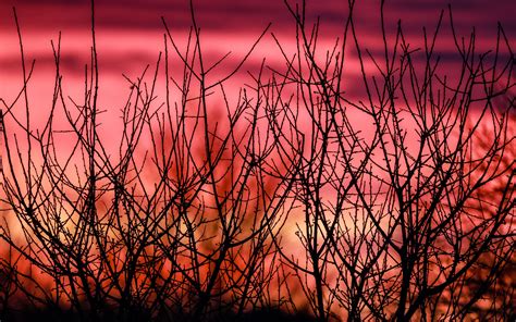 Download Wallpaper 3840x2400 Branches Silhouettes Sunset Nature 4k