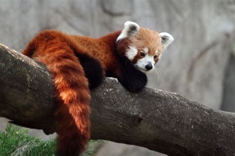 Squee Sunday Red Pandas Sheila Crosby