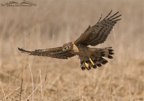 Nesting Northern Harrier Mia Mcpherson S On The Wing Photography