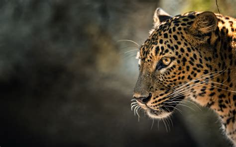 Leopard Full Hd Wallpaper And Background Image 2560x1600 Id379771