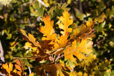 Golden Fall Scrub Oak Leaves Close Up Picture | Free Photograph | Photos Public Domain