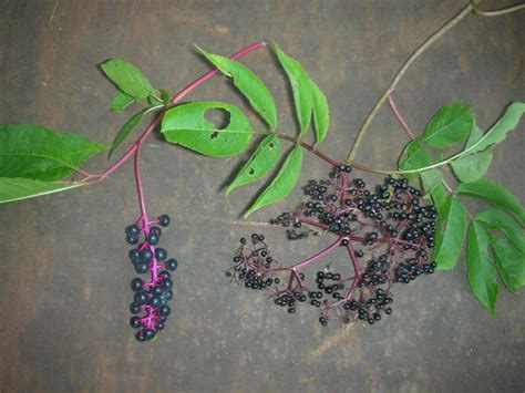 Elderberry Vs Pokeberry Herbal Roots Zine Elderberry Plant
