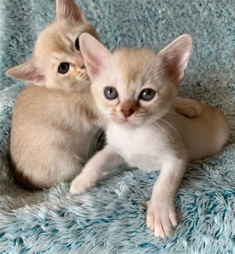 Pure Birman Kittens For Sale Adoption From Bristol Auckland Adpost