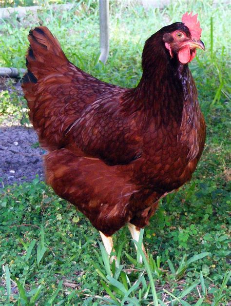 Chicken Rhode Island Red This Is The Kind Of Hen I Want To Get