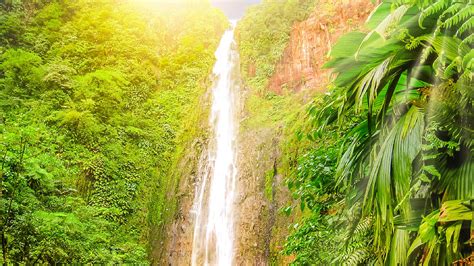 Forest Waterfall Between Tree Covered Mountain Hd Nature Wallpapers