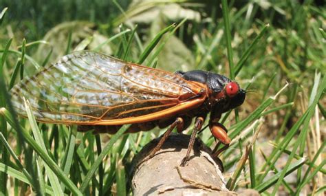 Brood X Cicadas What You Need To Know Owlcation