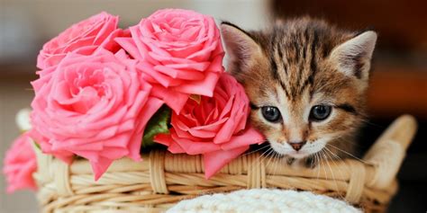 Pet Pleasant Flowers Which Flowers Are Protected For Pets Top