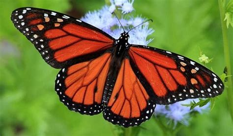 Feds Consider Endangered Species Listing For Monarch