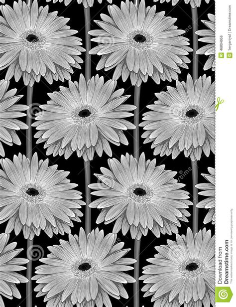 Beautiful Monochrome Black And White Seamless Background With Gerbera