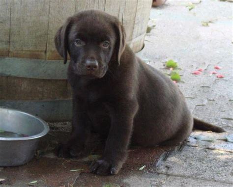 April 8, 2021 may 25, 2021. AKC ENGLISH CHOCOLATE LABRADOR PUPPIES. for Sale in ...