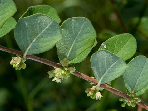 Symphoricarpos Orbiculatus