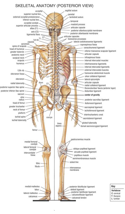 Appendicular Skeleton These Bones Are Part Of The Human