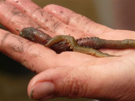 Free Images Hand Reptile Fauna Invertebrate Close Up North Sea