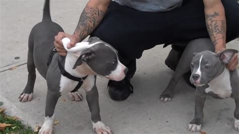Merle pitbull puppies for sale, one of the best lilac females to walk the earth: Grey Pitbull Puppies - Newark - NJ - YouTube