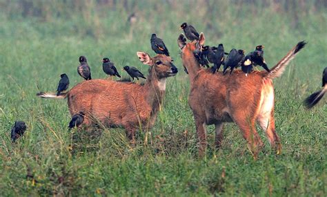 Several Birds Are Perched On The Back Of Two Deers Heads In A Grassy Field