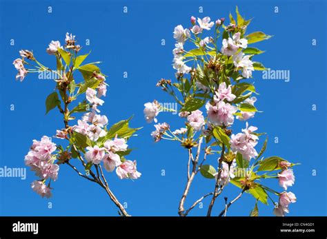 Flowering Cherry Tree Prunus Amanogawa At Kaliningrad Botanical Garden