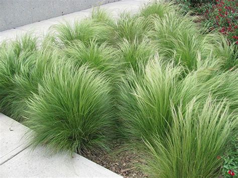 15 Best Ideas For Garden Plants With Low Maintenance Grasses