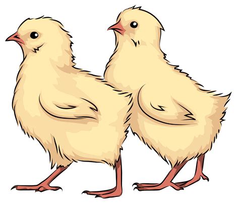 Baby Chickens Clip Art Library