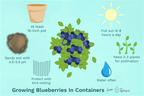 How To Grow Blueberries In Containers