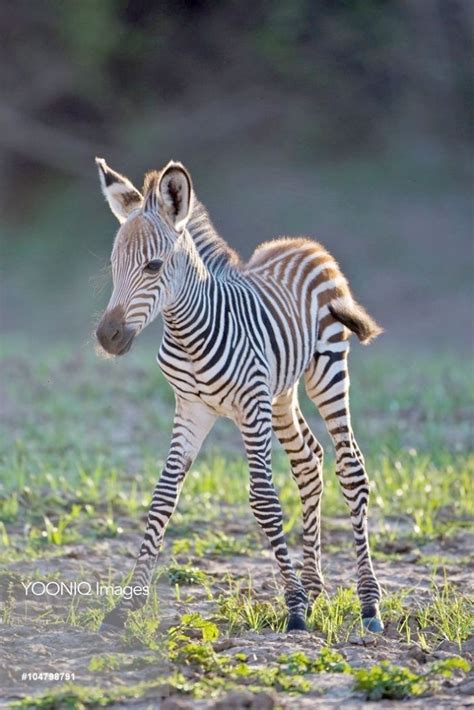Baby Zebra Testing Out His Legs Cute Animals African Animals