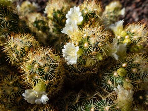 Macro Shot Of The Gold Lace Cactus Or Ladyfinger Cactus Mammillaria
