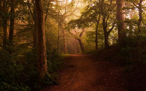 Landscape Nature Mist Forest Shrubs Path Leaves Trees Morning