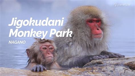 Photos, address, and phone number, opening hours, photos, and user reviews on yandex.maps. Jigokudani Monkey Park, Nagano | Japan Travel Guide - YouTube