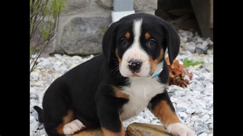 greater swiss mountain dog puppies  sale youtube