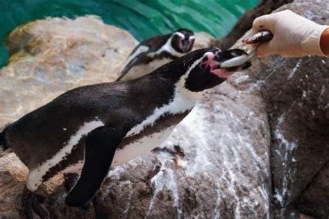 ¿qué Comen Los Pingüinos ¡la Dieta Completa De Un Vistazo El Blog