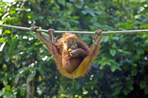 Each episode features celebrities sent to survive in remote locations around the world. Headhunters and orangutans: jungle fun in Borneo - The ...