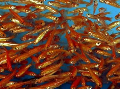 The Complete Guide To Rosy Red Minnows Care Fishkeeping World