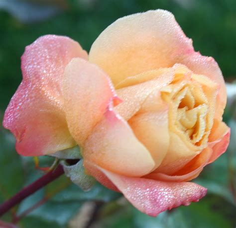 The Flower Bin Fall Rose Care