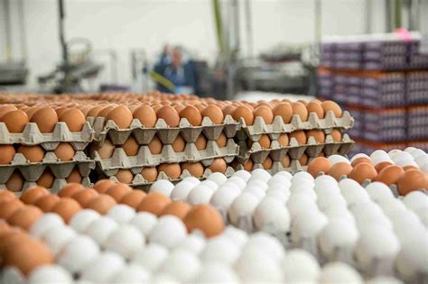 Food Supplier Sues Egg Farm Alleging Breach Of Contract South Florida