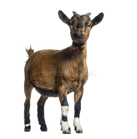 Young Goat 4 Months Standing In Front Of White Stock Photo Image Of