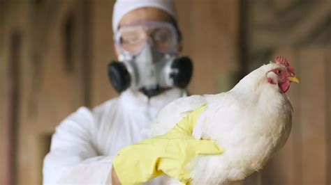 Inside UK S Largest Bird Flu Outbreak As M Culled After Biosecurity Barrier Breached Mirror