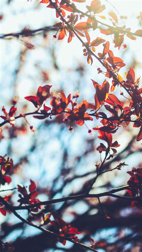 8 Free Autumn Inspired Iphone 7 Plus Wallpapers Preppy