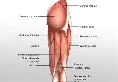 Anatomy Posterior Leg