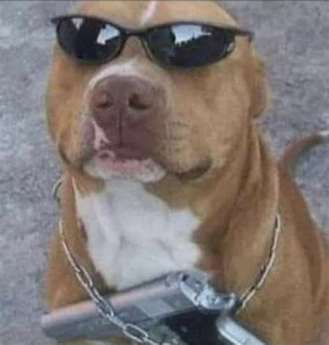 Perro Con Gafas Fotos De Perros Graciosas Fotos De Perros Chistosos